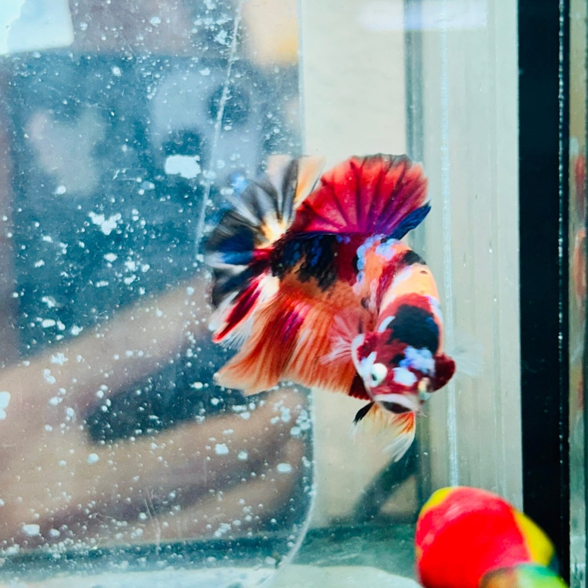Plakat Nemo Koi Galaxy Male Betta #Au48