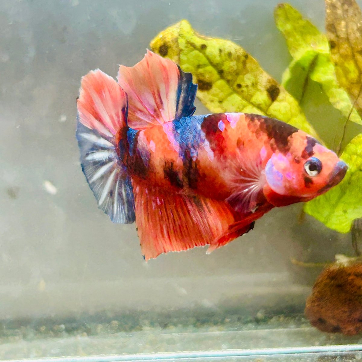 Plakat Nemo Koi Male Betta #083