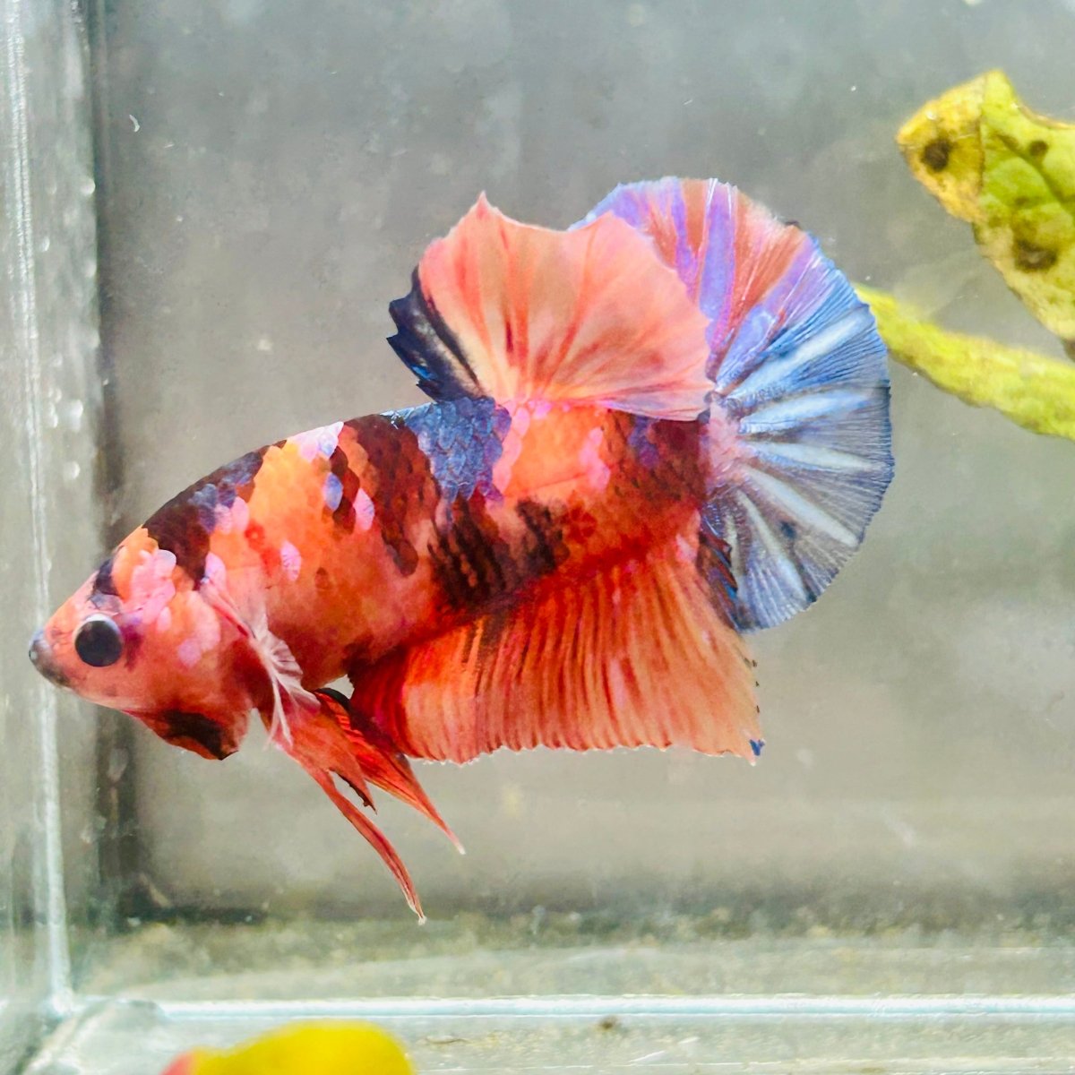 Plakat Nemo Koi Male Betta #083