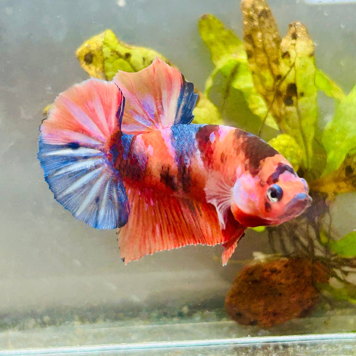 Plakat Nemo Koi Male Betta #083