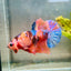 Plakat Nemo Koi Male Betta 083 Live Betta Fish Male betta