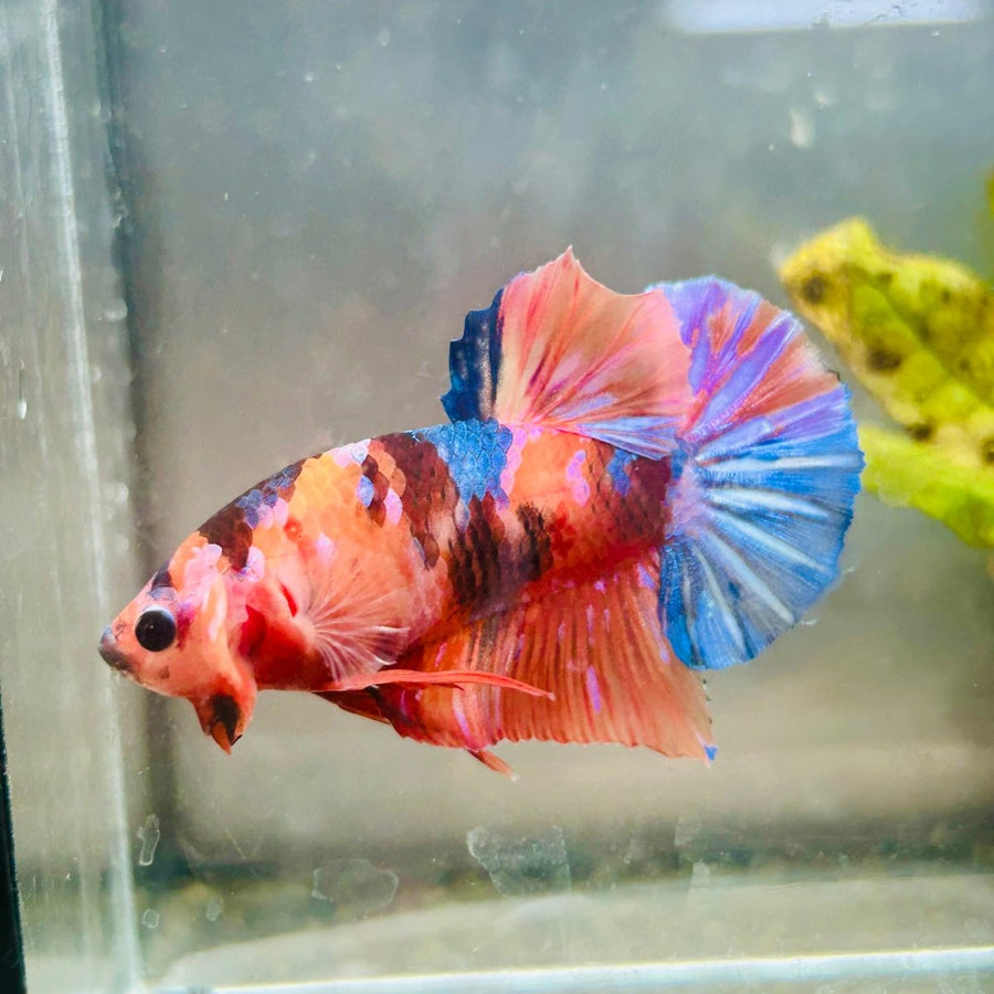 Plakat Nemo Koi Male Betta 083 Live Betta Fish Male betta