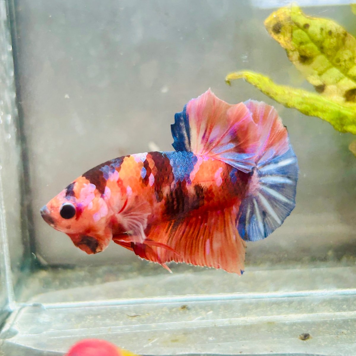 Plakat Nemo Koi Male Betta #083