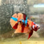 Plakat Nemo Koi Male Betta 087