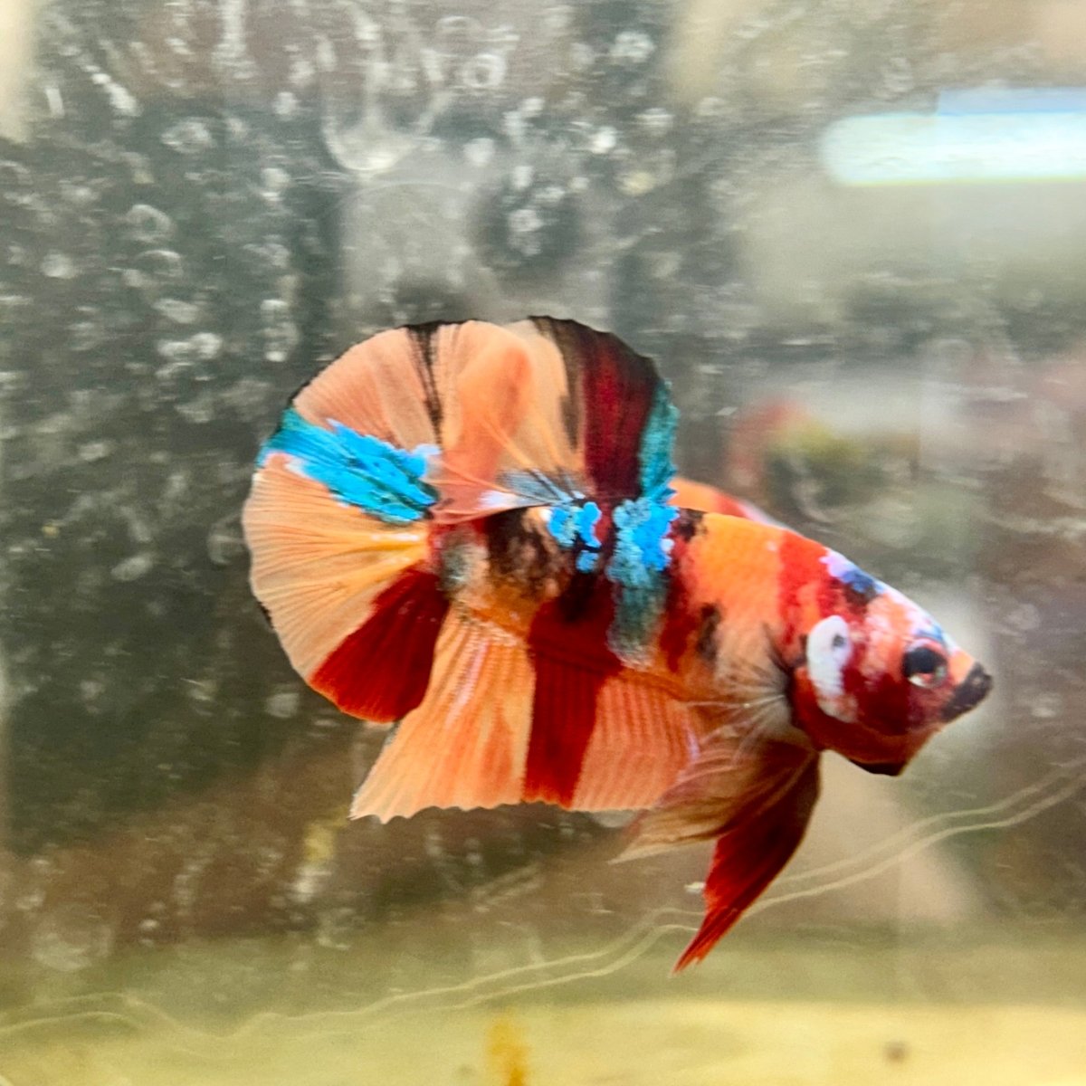 Plakat Nemo Koi Male Betta 087