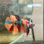 Plakat Nemo Koi Male Betta 087