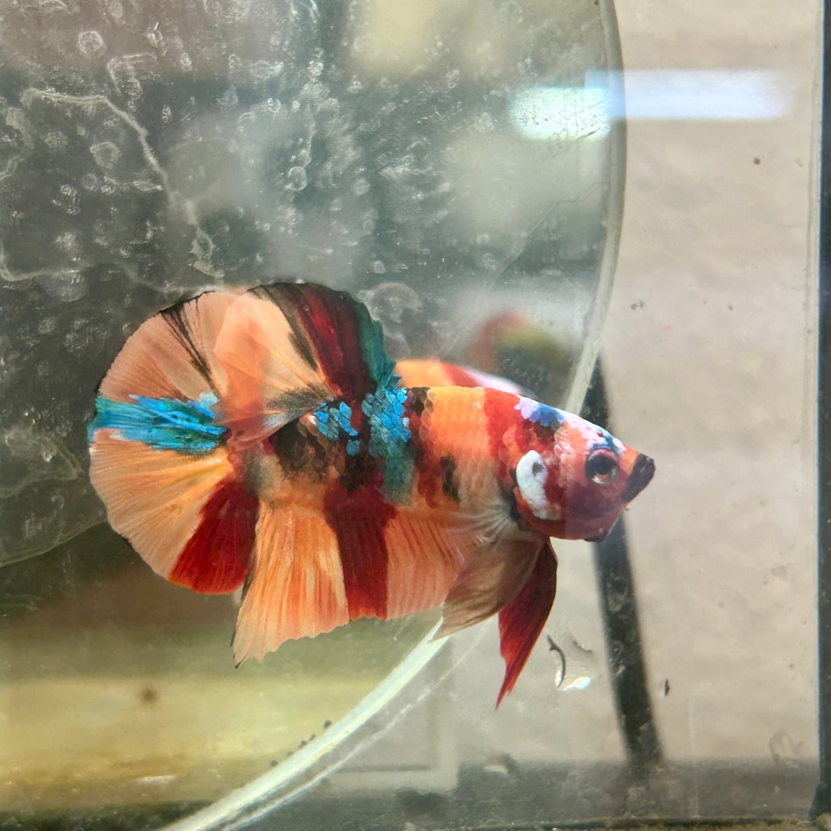 Plakat Nemo Koi Male Betta 087