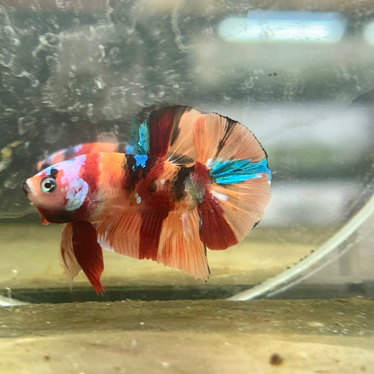 Plakat Nemo Koi Male Betta 087