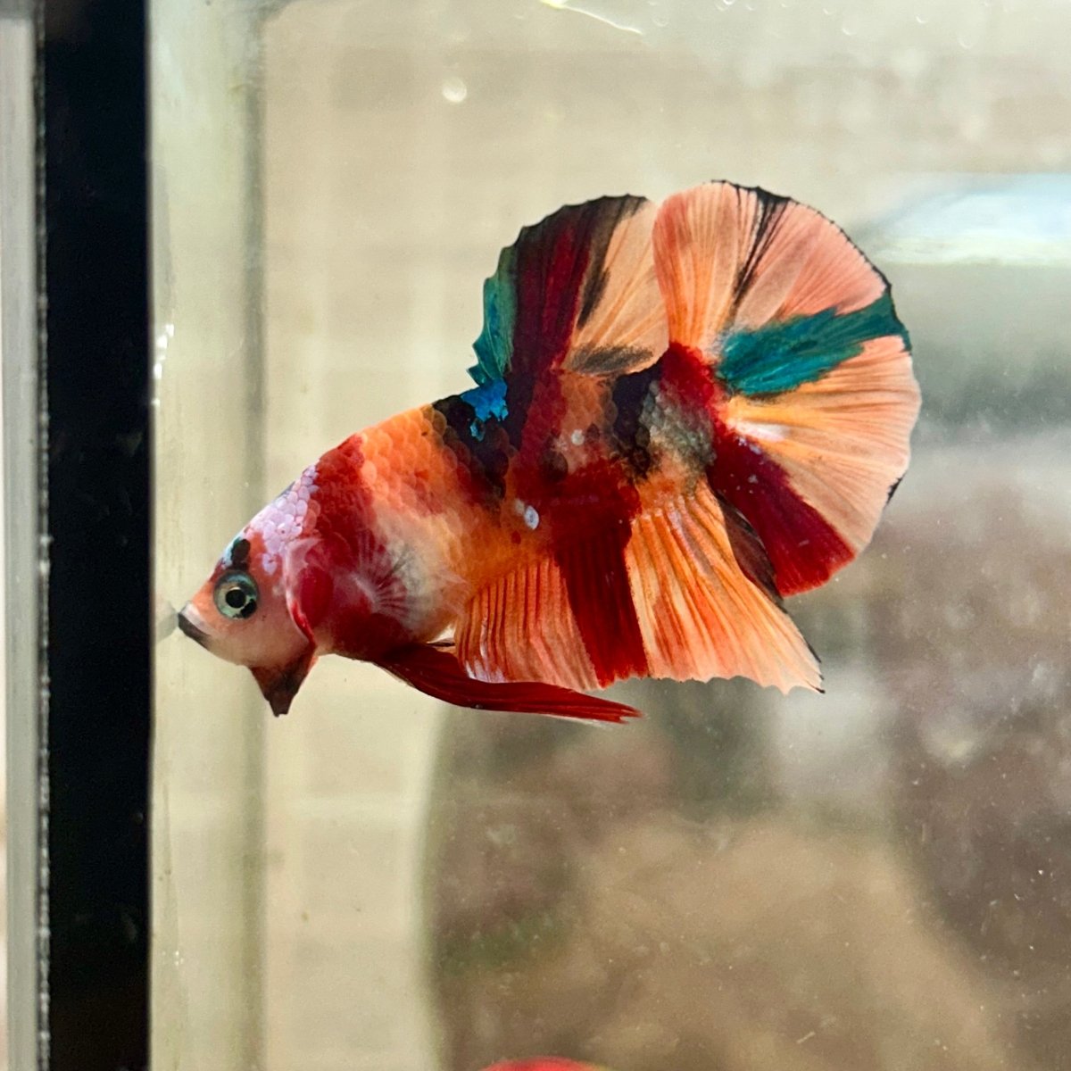 Plakat Nemo Koi Male Betta 087