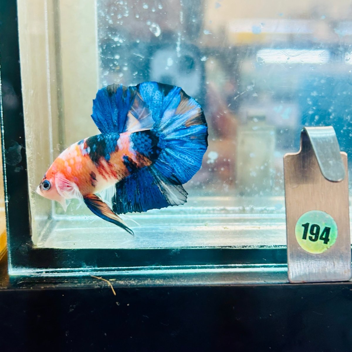 Plakat Nemo Koi Male Betta #194