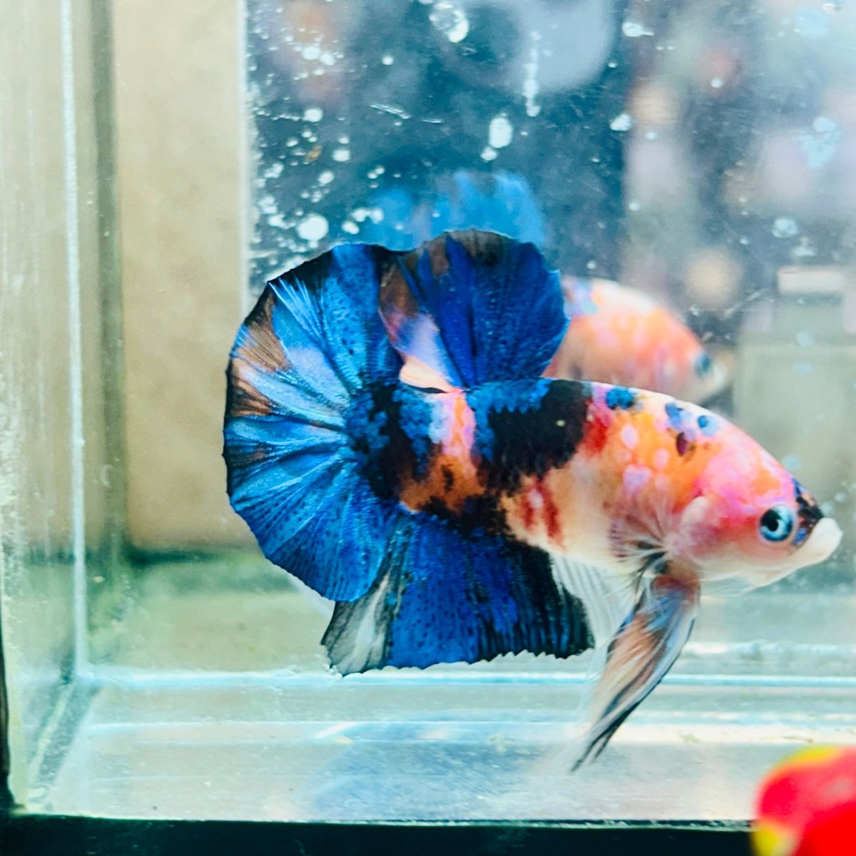 Plakat Nemo Koi Male Betta #194