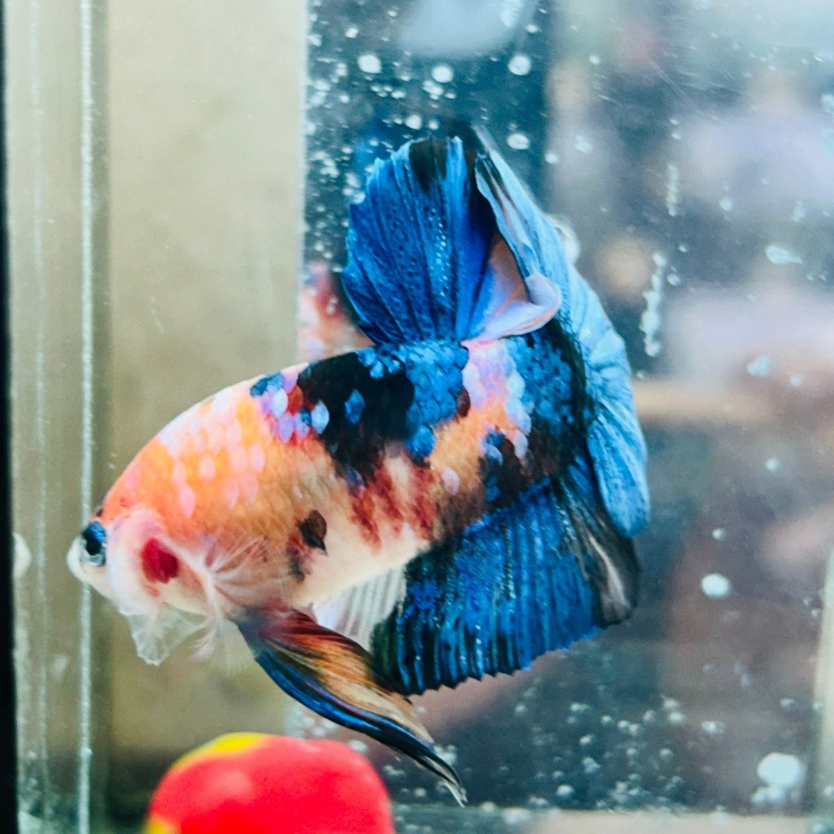 Plakat Nemo Koi Male Betta #194