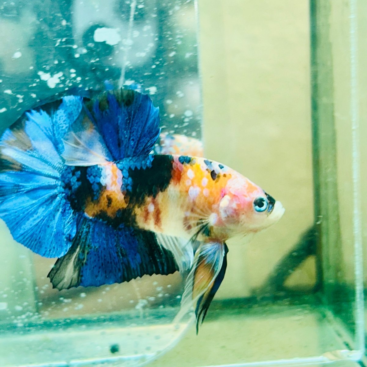 Plakat Nemo Koi Male Betta #194