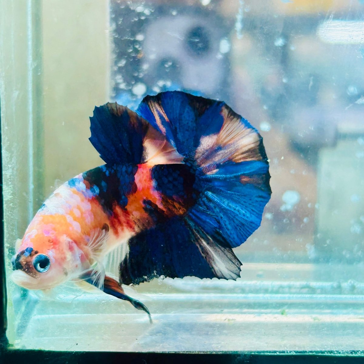 Plakat Nemo Koi Male Betta #194