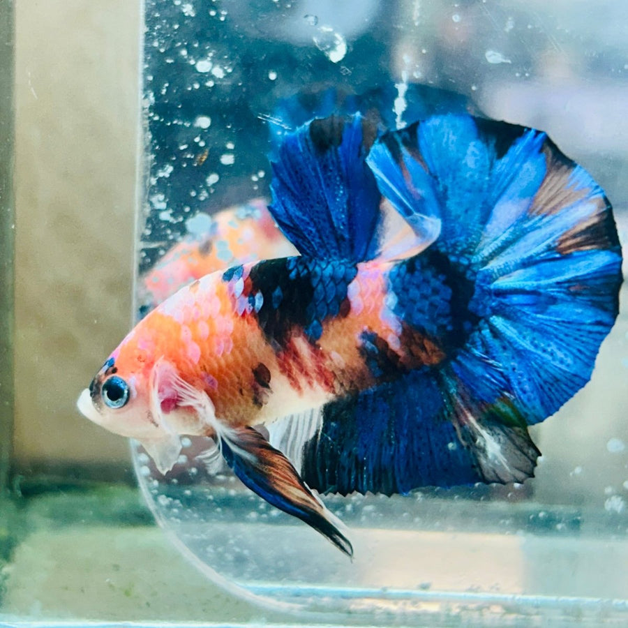 Plakat Nemo Koi Male Betta 194 Male betta