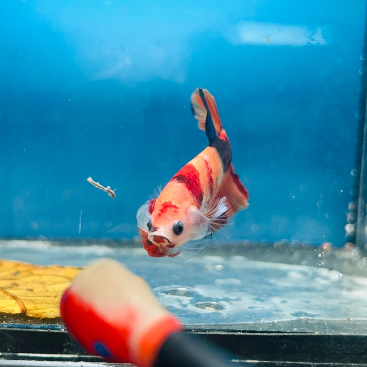 Plakat Nemo Koi Male Betta A24