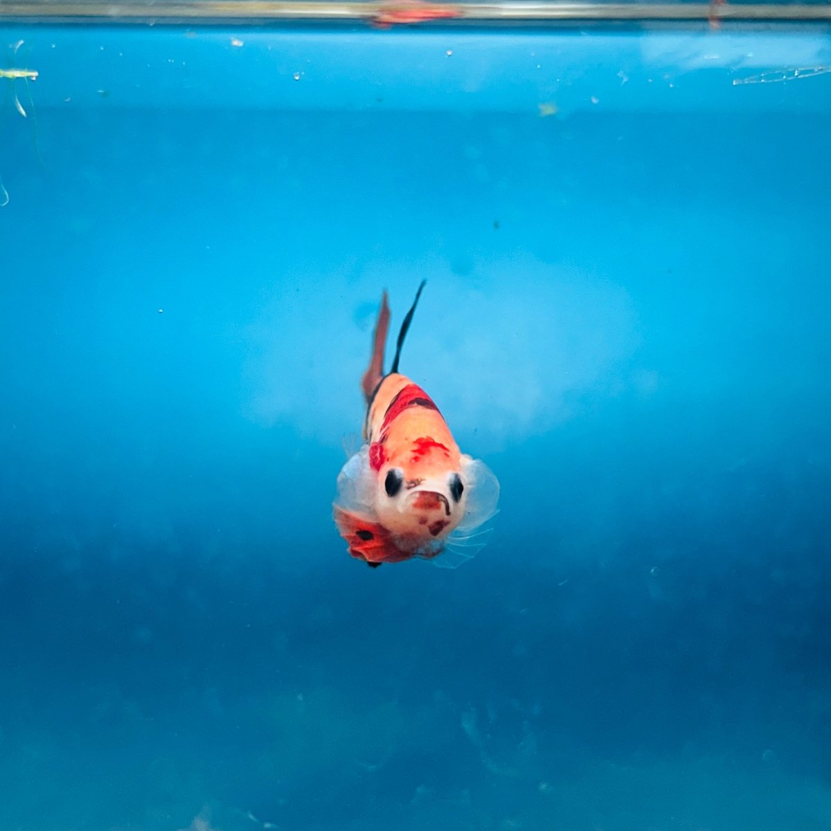 Plakat Nemo Koi Male Betta A24