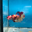 Plakat Nemo Koi Male Betta S21