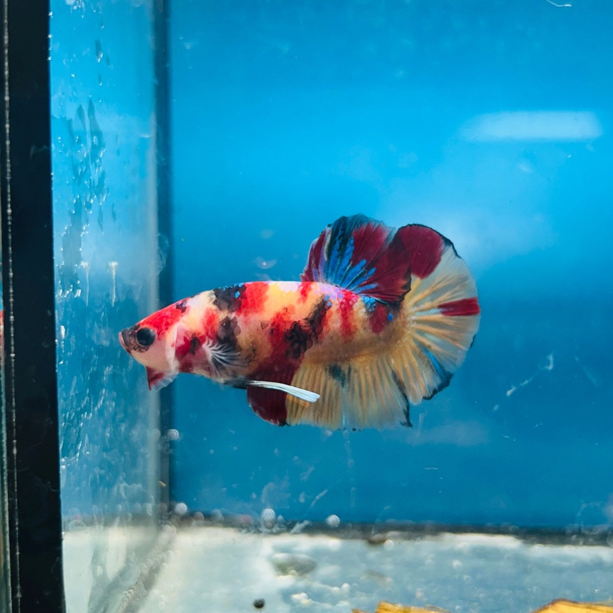 Plakat Nemo Koi Male Betta S21
