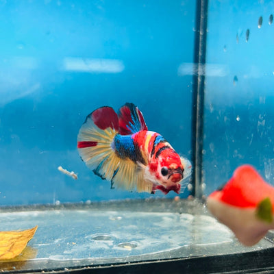 Plakat Nemo Koi Male Betta S21