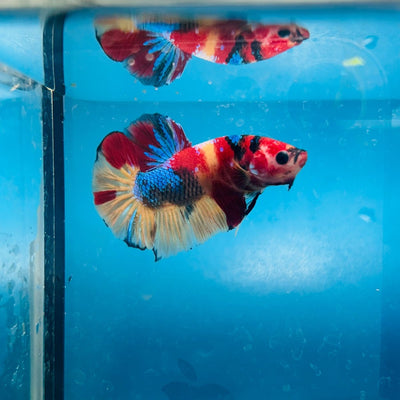 Plakat Nemo Koi Male Betta S21
