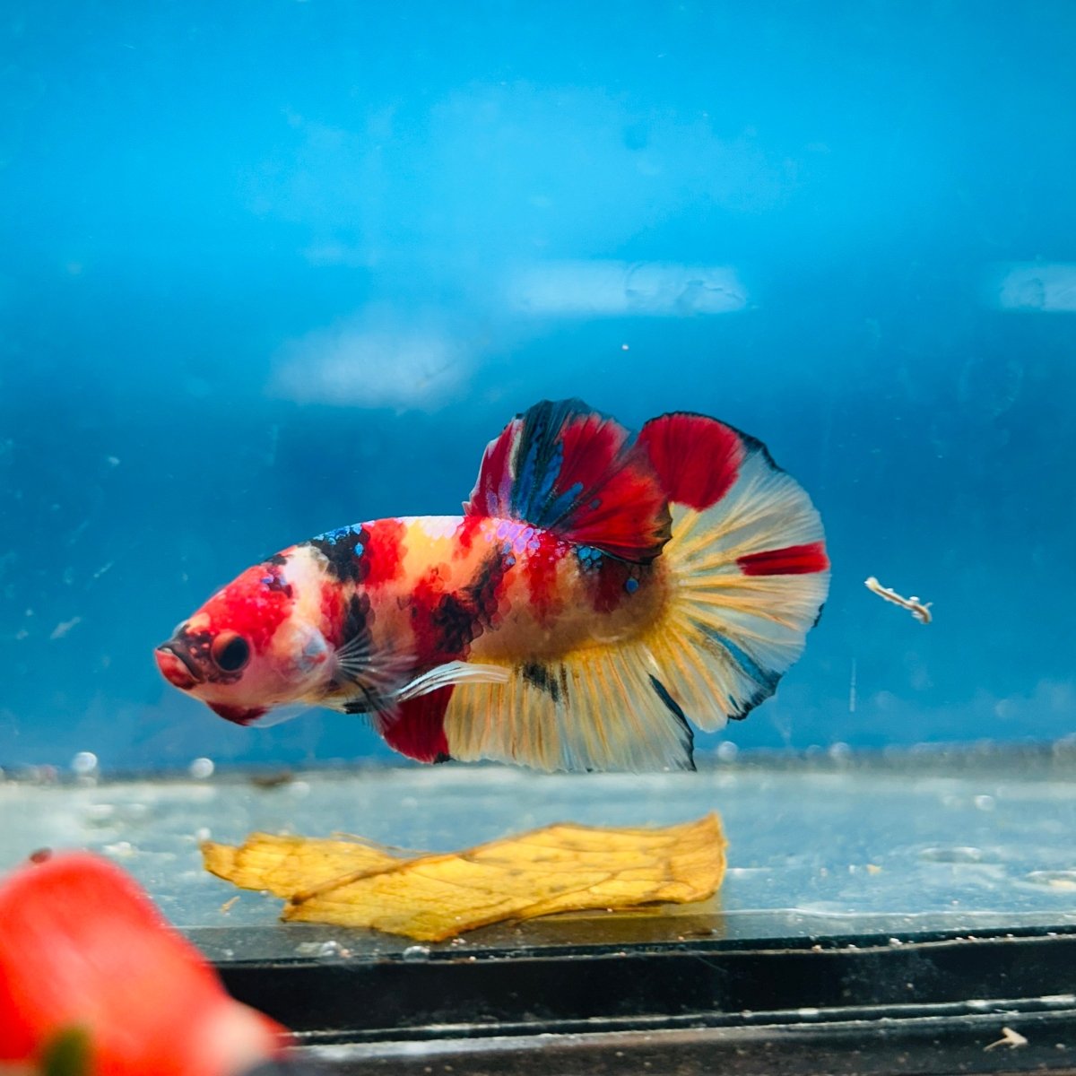 Plakat Nemo Koi Male Betta S21