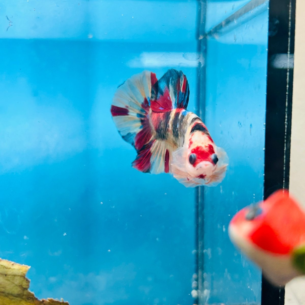 Plakat Nemo Koi Male Betta S56