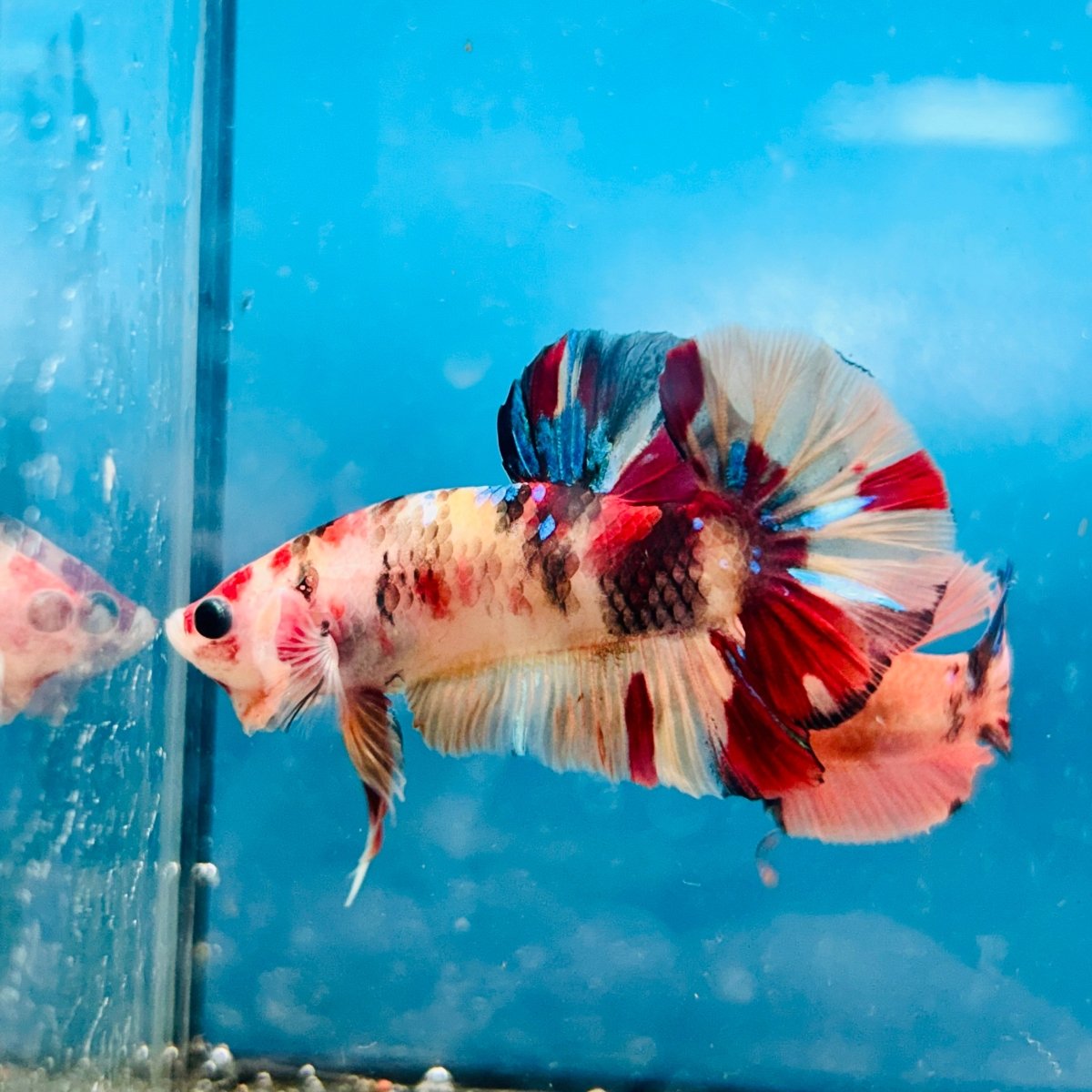 Plakat Nemo Koi Male Betta S56