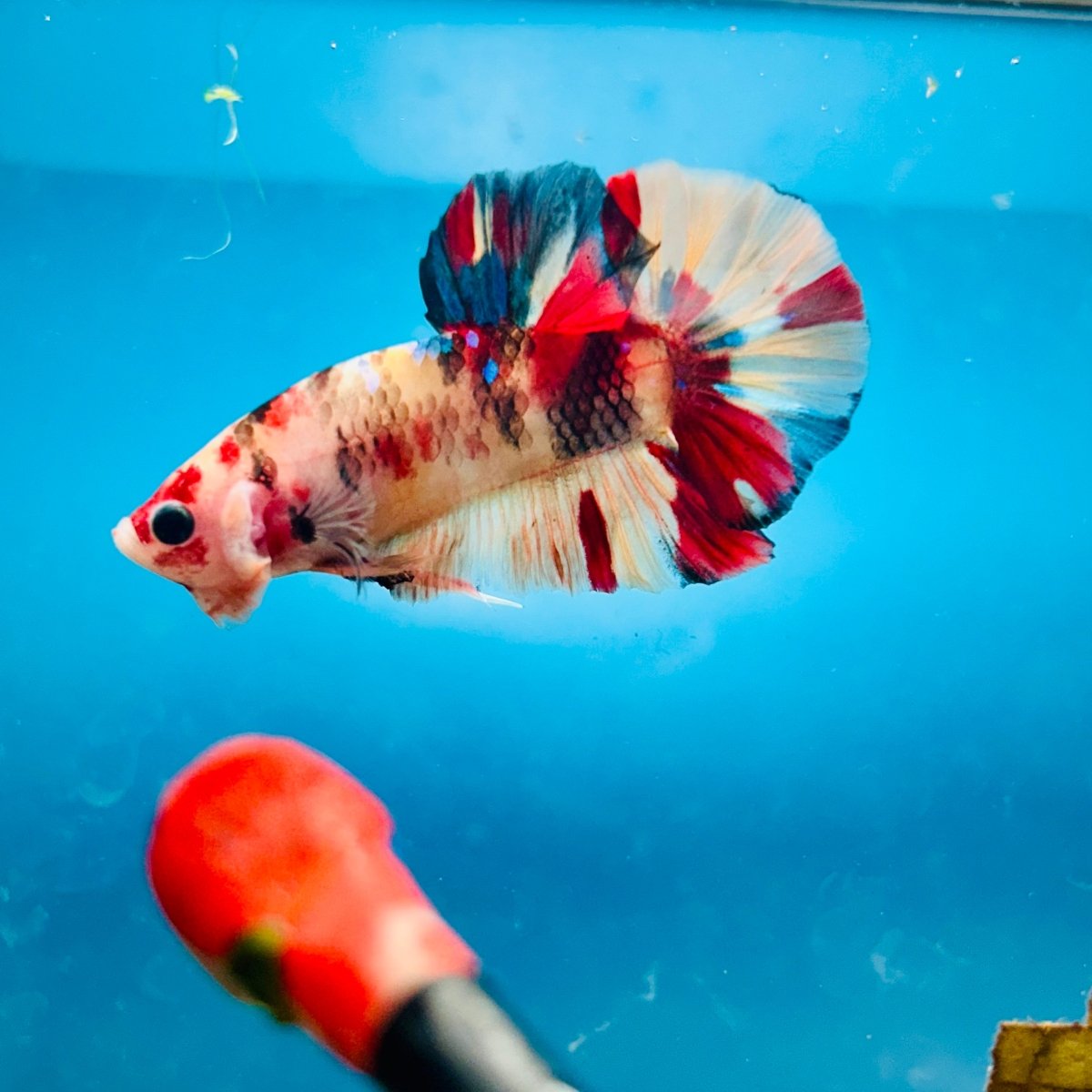 Plakat Nemo Koi Male Betta S56