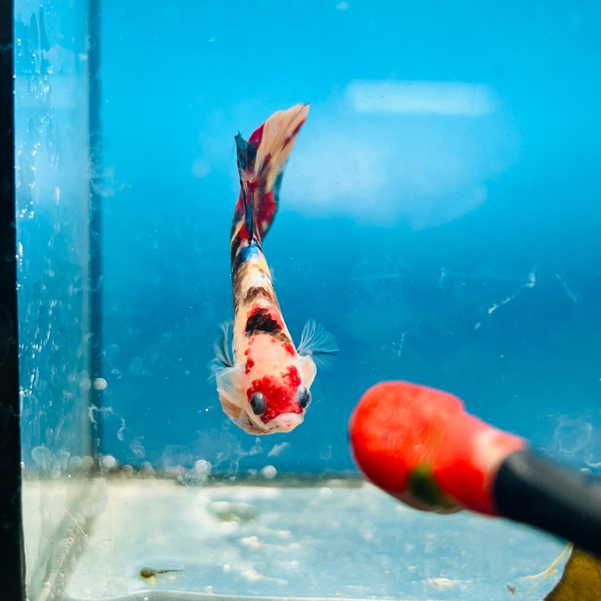 Plakat Nemo Koi Male Betta S56