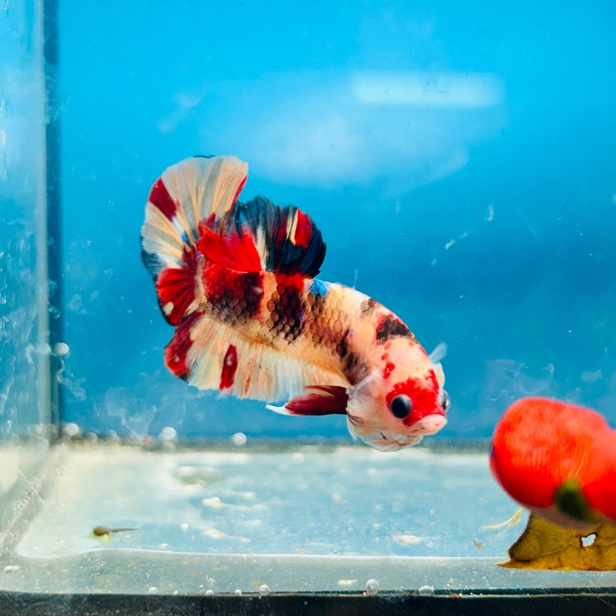 Plakat Nemo Koi Male Betta S56