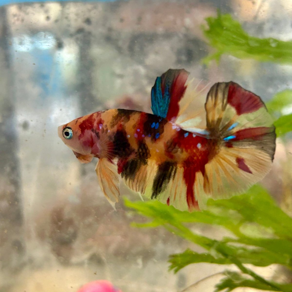 Plakat Nemo Koi Male Betta S66