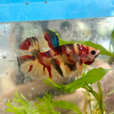 Plakat Nemo Koi Male Betta S66