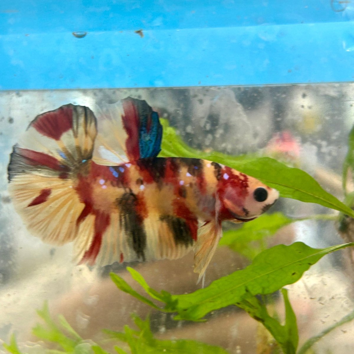 Plakat Nemo Koi Male Betta S66