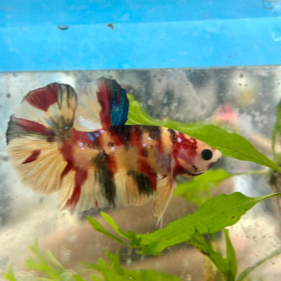 Plakat Nemo Koi Male Betta S66