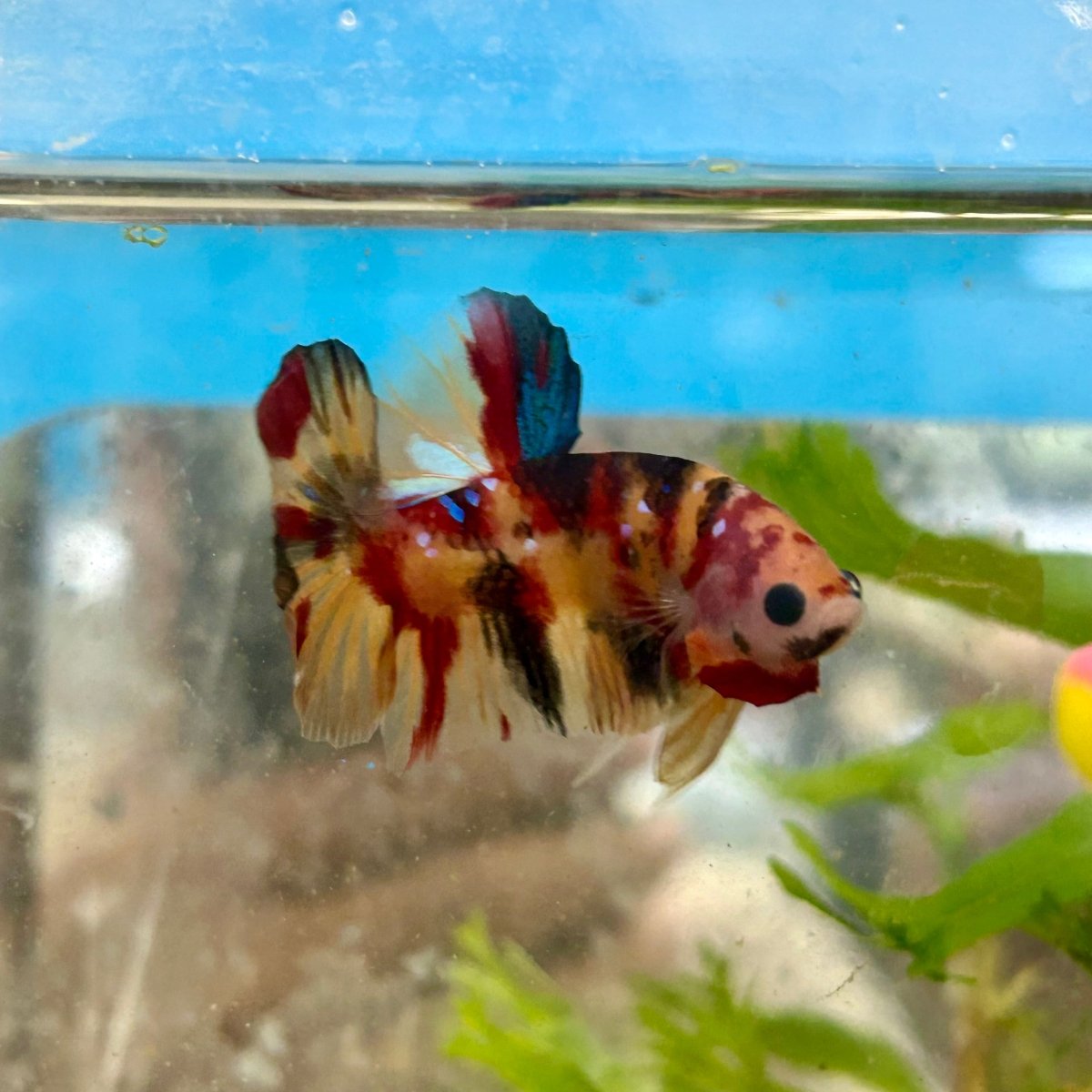 Plakat Nemo Koi Male Betta S66