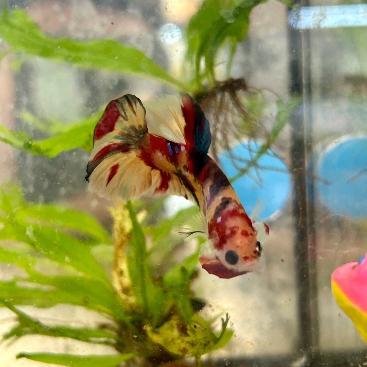 Plakat Nemo Koi Male Betta S66