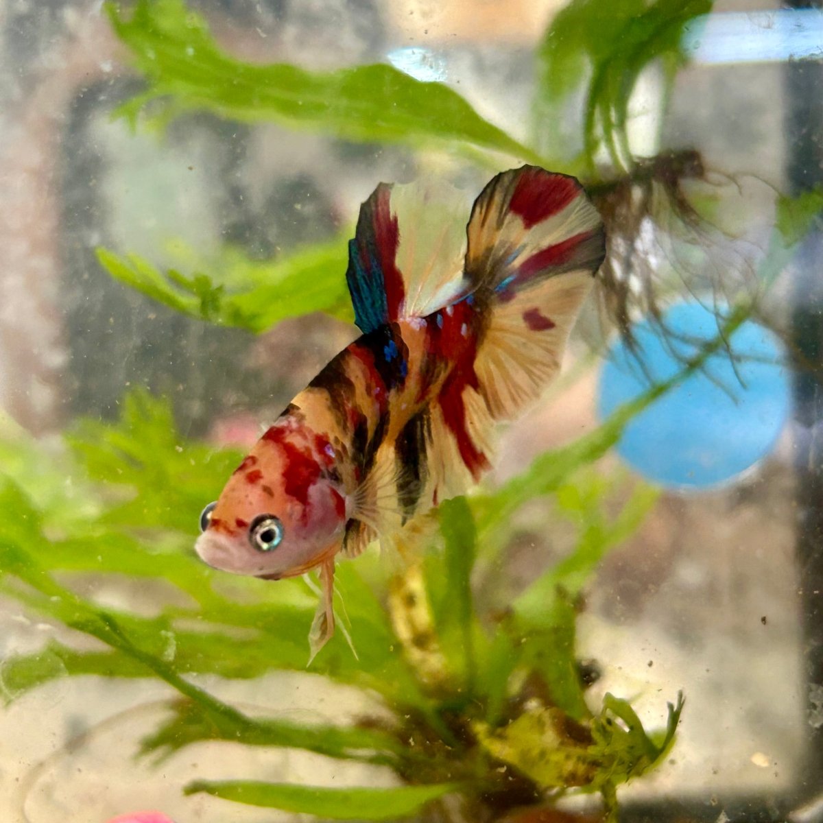 Plakat Nemo Koi Male Betta S66