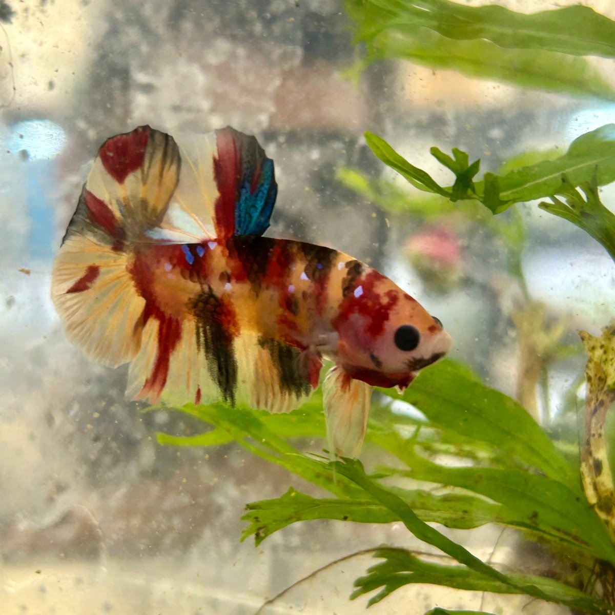 Plakat Nemo Koi Male Betta S66