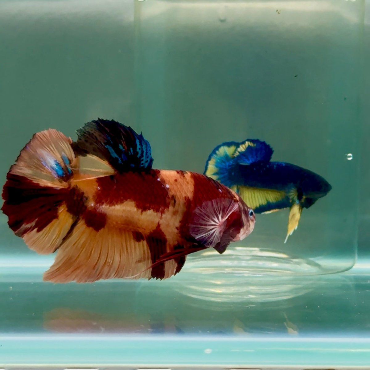 Plakat Nemo Male Betta Giant Jul02 Live Betta Fish Male betta
