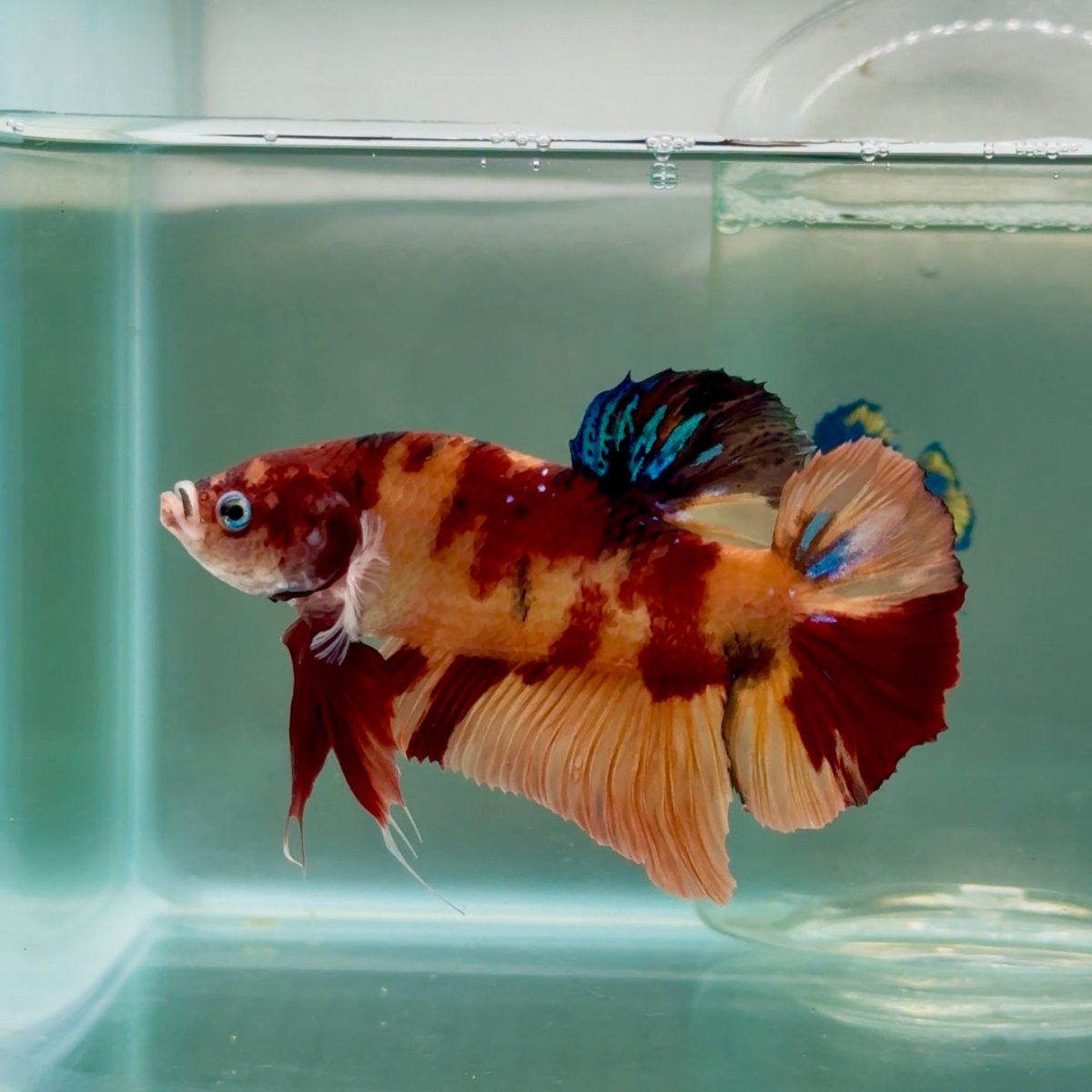 Plakat Nemo Male Betta Giant #Jul02