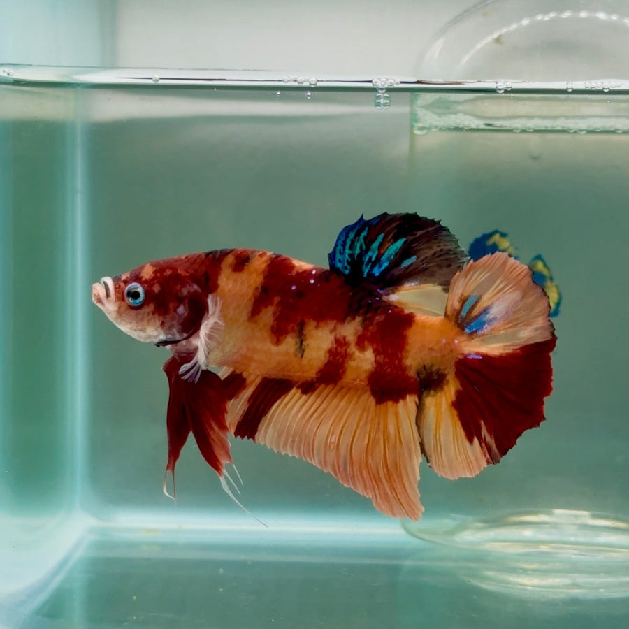Plakat Nemo Male Betta Giant Jul02 Live Betta Fish Male betta