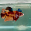 Plakat Nemo Male Betta Giant Jul02 Live Betta Fish Male betta