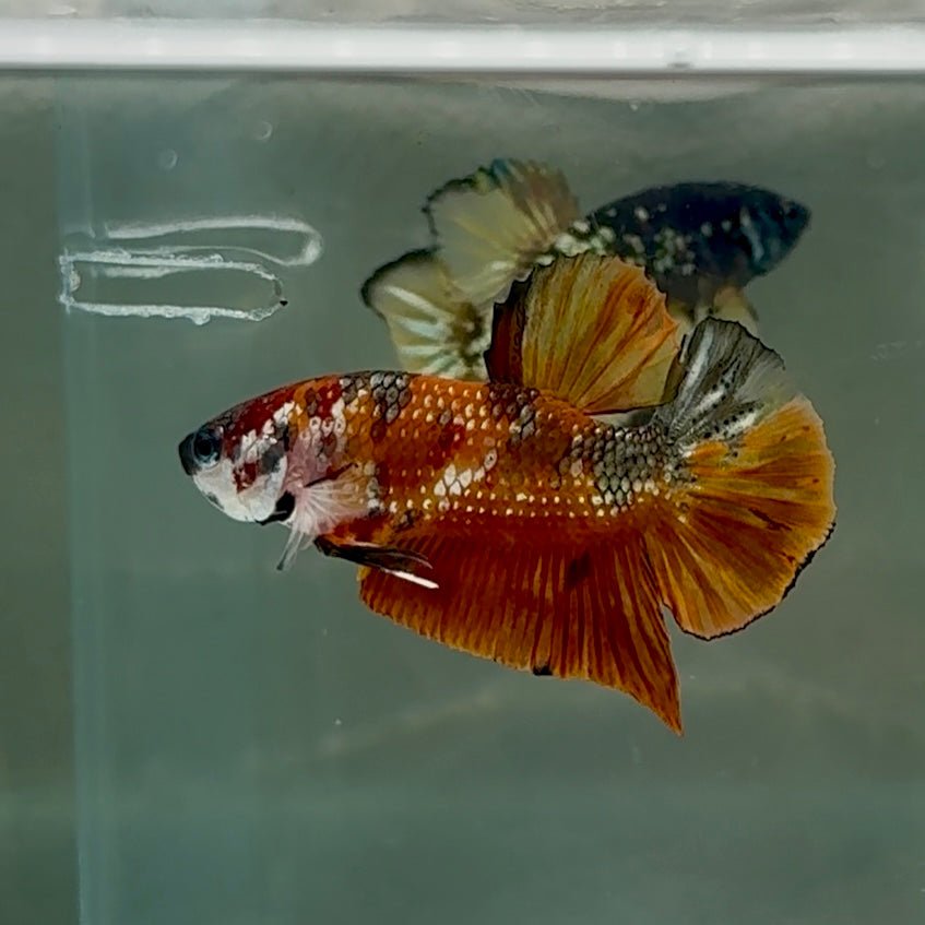 Plakat Nemo Metallic Male Betta #Se16