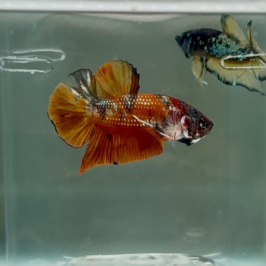 Plakat Nemo Metallic Male Betta #Se16 Male betta