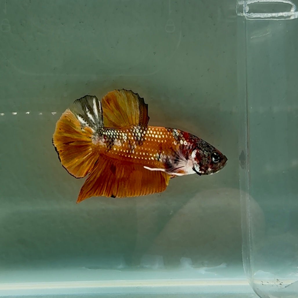 Plakat Nemo Metallic Male Betta #Se16