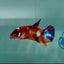 Plakat Nemo Multicolor Female Betta A234