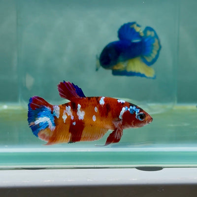Plakat Nemo Multicolor Female Betta A234