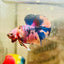 Plakat Nemo Multicolor Male Betta 088