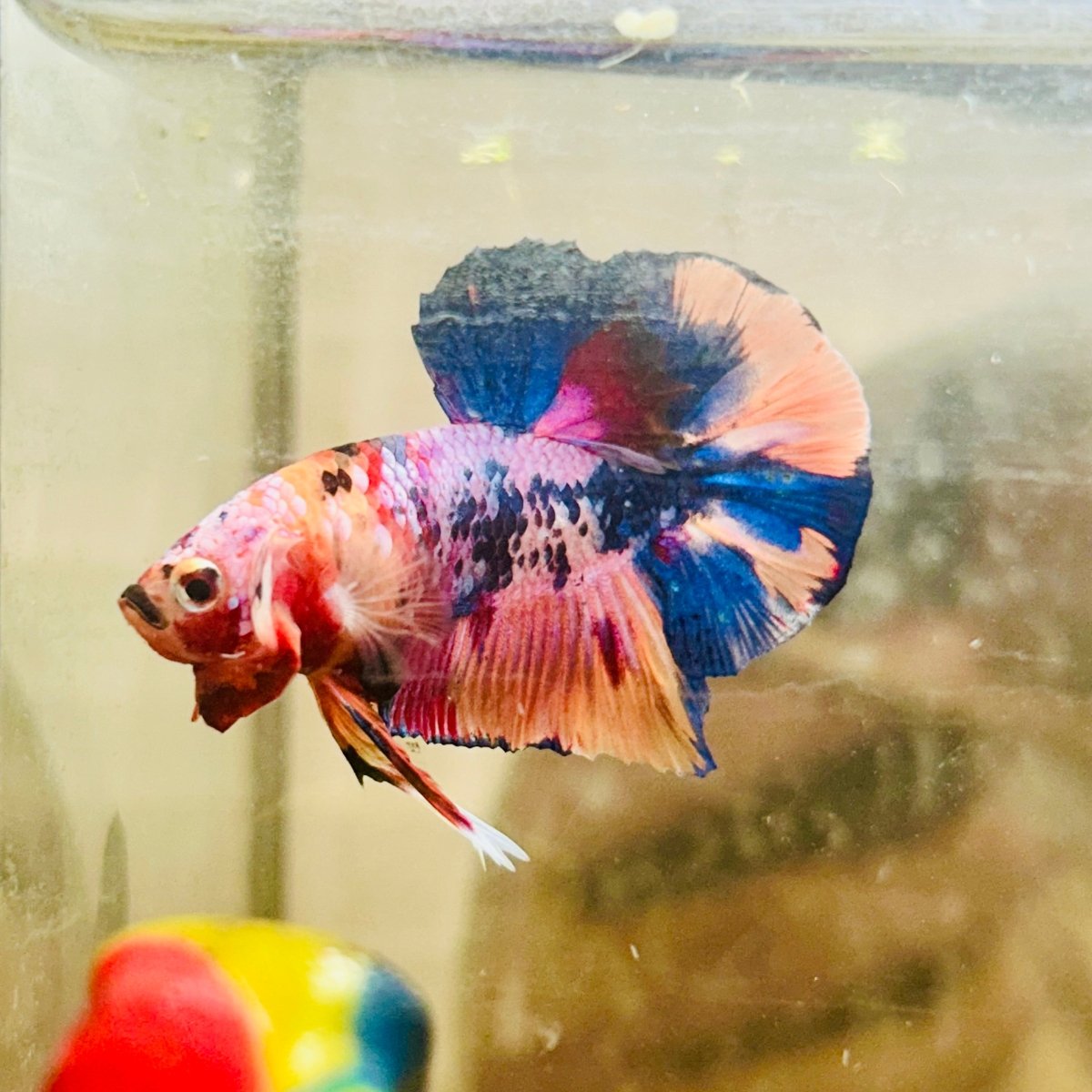 Plakat Nemo Multicolor Male Betta 088